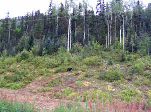 12 august 2007 web004.jpg (298490 byte)