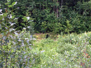 12 august 2007 web014.jpg (317699 byte)