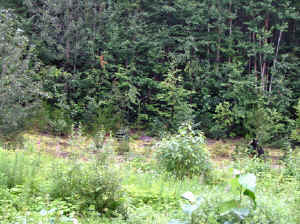 12 august 2007 web019.jpg (318022 byte)