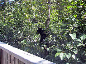 13 august 2007 web003.jpg (227677 byte)