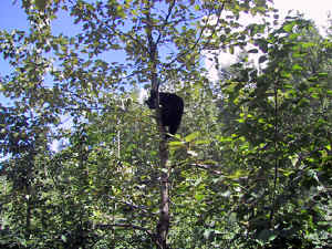 13 august 2007 web004.jpg (245387 byte)