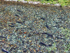 13 august 2007 web011.jpg (222319 byte)