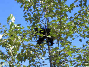 13 august 2007 web025.jpg (316064 byte)