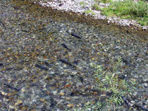 13 august 2007 web032.jpg (307043 byte)