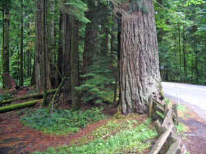 18 august 2007 web011.jpg (294583 byte)