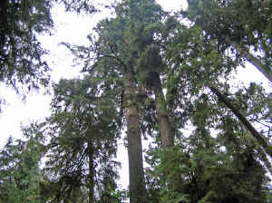 18 august 2007 web017.jpg (291759 byte)