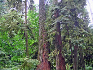 18 august 2007 web018.jpg (327407 byte)