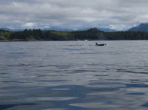 18 august 2007 web067.jpg (157427 byte)