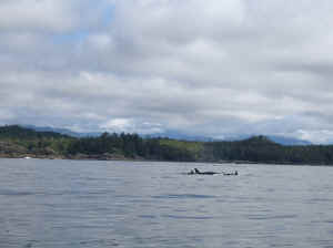 18 august 2007 web068.jpg (147446 byte)