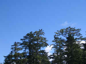 18 august 2007 web092.jpg (188671 byte)