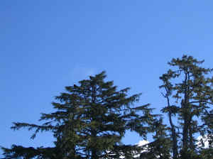 18 august 2007 web093.jpg (192200 byte)