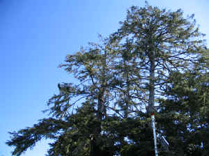 18 august 2007 web095.jpg (247238 byte)