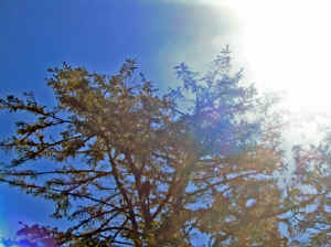 18 august 2007 web096.jpg (227826 byte)