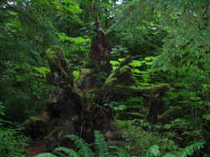 20 august 2007 web013.jpg (267390 byte)