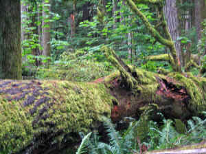 20 august 2007 web015.jpg (300515 byte)