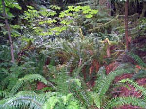 20 august 2007 web016.jpg (316576 byte)