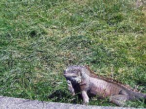 27 august 2007 web003.jpg (406969 byte)