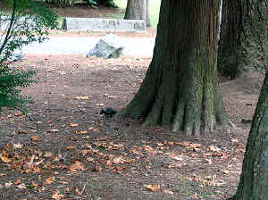 28 august 2007 web011.jpg (340705 byte)