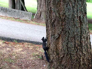 28 august 2007 web015.jpg (337362 byte)