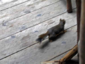 28 august 2007 web048.jpg (232653 byte)