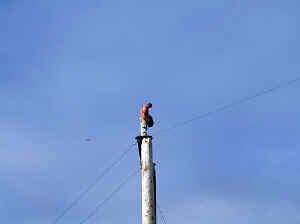 28 august 2007 web069.jpg (196087 byte)