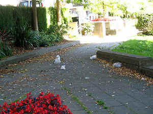 30 august 2007 web013.jpg (324631 byte)