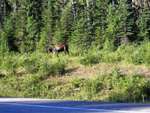 8 august 2007 web012.jpg (370449 byte)