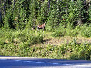 8 august 2007 web013.jpg (363987 byte)