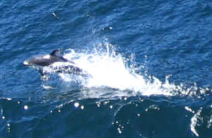 IMG_4276ab.jpg (182471 byte)