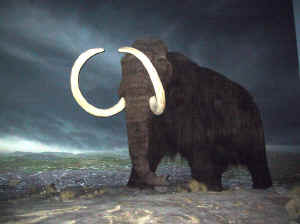 Kopi af IMG_0544.JPG (98923 byte)