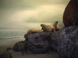 Kopi af IMG_0550.JPG (64877 byte)