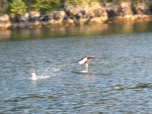 Kopi af IMG_0765.JPG (103897 byte)