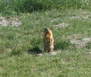 Kopi af IMG_0782.JPG (148204 byte)