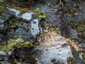 Kopi af IMG_0801.JPG (176548 byte)