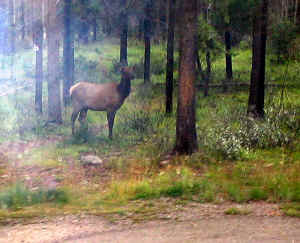 Kopi af IMG_0867.JPG (134258 byte)