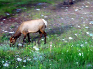 Kopi af IMG_0870.JPG (117062 byte)