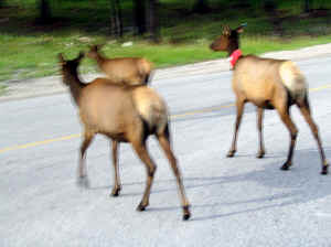 Kopi af IMG_0871.JPG (92879 byte)