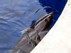 Kopi af IMG_0917.JPG (73483 byte)