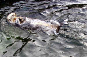 Kopi af IMG_0918.JPG (118853 byte)