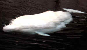 Kopi af IMG_0920.JPG (51506 byte)